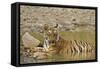 Tadoba Andheri Tiger Reserve, India-Jagdeep Rajput-Framed Stretched Canvas