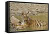 Tadoba Andheri Tiger Reserve, India-Jagdeep Rajput-Framed Stretched Canvas