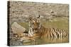 Tadoba Andheri Tiger Reserve, India-Jagdeep Rajput-Stretched Canvas