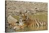 Tadoba Andheri Tiger Reserve, India-Jagdeep Rajput-Stretched Canvas