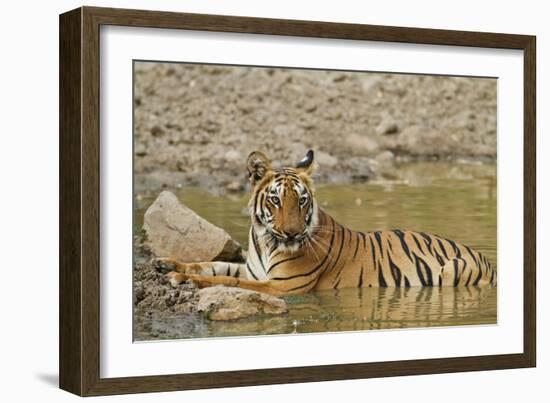 Tadoba Andheri Tiger Reserve, India-Jagdeep Rajput-Framed Photographic Print