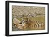 Tadoba Andheri Tiger Reserve, India-Jagdeep Rajput-Framed Photographic Print