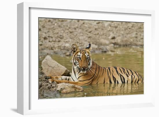 Tadoba Andheri Tiger Reserve, India-Jagdeep Rajput-Framed Photographic Print