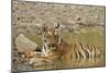 Tadoba Andheri Tiger Reserve, India-Jagdeep Rajput-Mounted Photographic Print