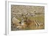 Tadoba Andheri Tiger Reserve, India-Jagdeep Rajput-Framed Photographic Print