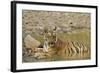 Tadoba Andheri Tiger Reserve, India-Jagdeep Rajput-Framed Photographic Print