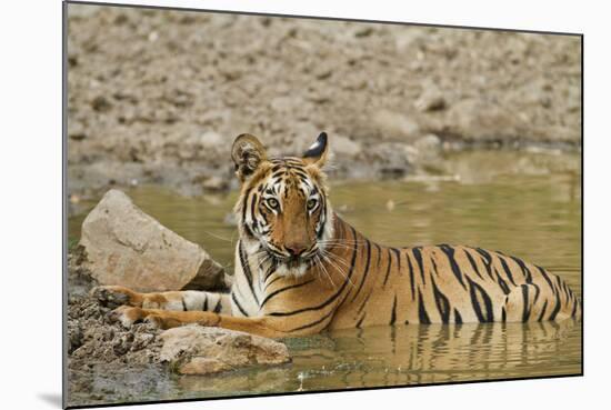 Tadoba Andheri Tiger Reserve, India-Jagdeep Rajput-Mounted Photographic Print