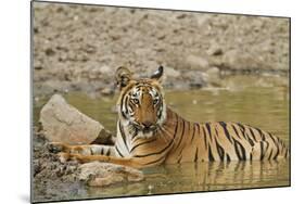 Tadoba Andheri Tiger Reserve, India-Jagdeep Rajput-Mounted Photographic Print