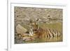 Tadoba Andheri Tiger Reserve, India-Jagdeep Rajput-Framed Photographic Print