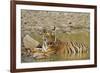 Tadoba Andheri Tiger Reserve, India-Jagdeep Rajput-Framed Photographic Print