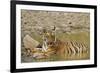 Tadoba Andheri Tiger Reserve, India-Jagdeep Rajput-Framed Photographic Print