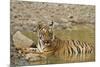 Tadoba Andheri Tiger Reserve, India-Jagdeep Rajput-Mounted Photographic Print