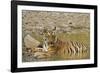 Tadoba Andheri Tiger Reserve, India-Jagdeep Rajput-Framed Photographic Print