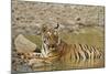 Tadoba Andheri Tiger Reserve, India-Jagdeep Rajput-Mounted Photographic Print