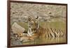 Tadoba Andheri Tiger Reserve, India-Jagdeep Rajput-Framed Photographic Print