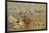 Tadoba Andheri Tiger Reserve, India-Jagdeep Rajput-Framed Photographic Print