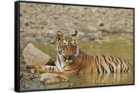 Tadoba Andheri Tiger Reserve, India-Jagdeep Rajput-Framed Stretched Canvas