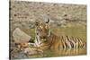 Tadoba Andheri Tiger Reserve, India-Jagdeep Rajput-Stretched Canvas