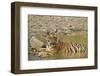 Tadoba Andheri Tiger Reserve, India-Jagdeep Rajput-Framed Photographic Print