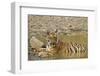 Tadoba Andheri Tiger Reserve, India-Jagdeep Rajput-Framed Photographic Print