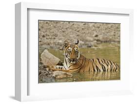 Tadoba Andheri Tiger Reserve, India-Jagdeep Rajput-Framed Photographic Print