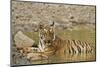 Tadoba Andheri Tiger Reserve, India-Jagdeep Rajput-Mounted Photographic Print