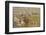 Tadoba Andheri Tiger Reserve, India-Jagdeep Rajput-Framed Premium Photographic Print