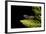 Tadpole 5 Weeks-null-Framed Photographic Print