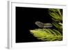 Tadpole 5 Weeks-null-Framed Photographic Print