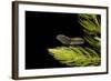 Tadpole 5 Weeks-null-Framed Photographic Print