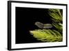 Tadpole 5 Weeks-null-Framed Photographic Print