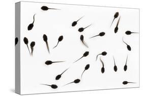 Tadpoles of Common Frog (Rana Temporaria), United Kingdom, Europe-Ann and Steve Toon-Stretched Canvas