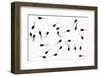 Tadpoles of Common Frog (Rana Temporaria), United Kingdom, Europe-Ann and Steve Toon-Framed Photographic Print