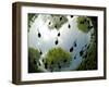 Tadpoles Of The Common Toad (Bufo Bufo) Swimming Seen From Below, Belgium, June-Bert Willaert-Framed Photographic Print