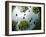 Tadpoles Of The Common Toad (Bufo Bufo) Swimming Seen From Below, Belgium, June-Bert Willaert-Framed Photographic Print