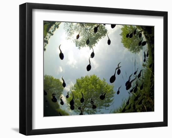 Tadpoles Of The Common Toad (Bufo Bufo) Swimming Seen From Below, Belgium, June-Bert Willaert-Framed Photographic Print