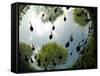Tadpoles Of The Common Toad (Bufo Bufo) Swimming Seen From Below, Belgium, June-Bert Willaert-Framed Stretched Canvas
