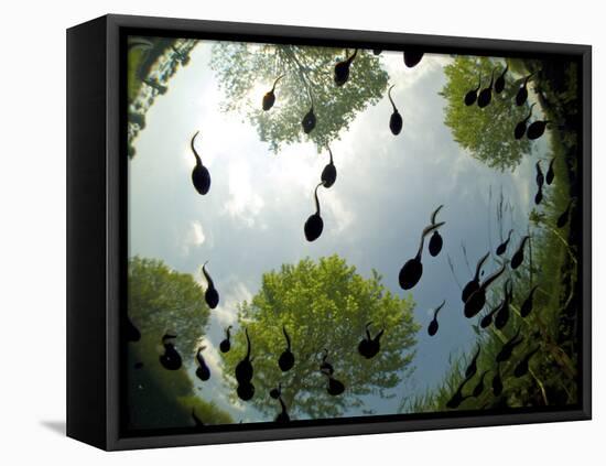 Tadpoles Of The Common Toad (Bufo Bufo) Swimming Seen From Below, Belgium, June-Bert Willaert-Framed Stretched Canvas