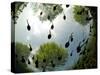 Tadpoles Of The Common Toad (Bufo Bufo) Swimming Seen From Below, Belgium, June-Bert Willaert-Stretched Canvas