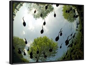 Tadpoles Of The Common Toad (Bufo Bufo) Swimming Seen From Below, Belgium, June-Bert Willaert-Framed Photographic Print