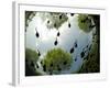 Tadpoles Of The Common Toad (Bufo Bufo) Swimming Seen From Below, Belgium, June-Bert Willaert-Framed Photographic Print