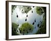 Tadpoles Of The Common Toad (Bufo Bufo) Swimming Seen From Below, Belgium, June-Bert Willaert-Framed Photographic Print