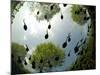 Tadpoles Of The Common Toad (Bufo Bufo) Swimming Seen From Below, Belgium, June-Bert Willaert-Mounted Photographic Print