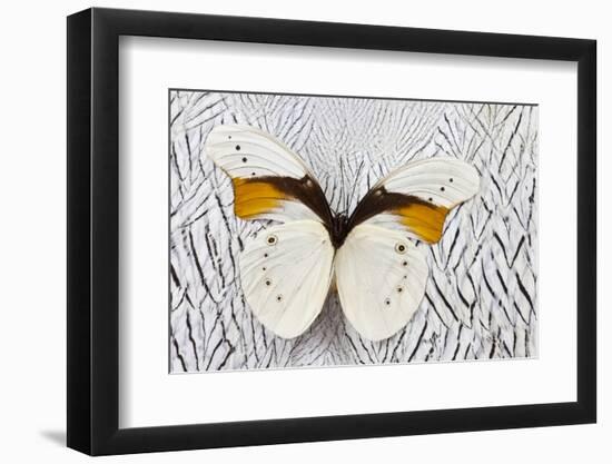 Taenaris Schoenbergi Male Butterfly on Silver Pheasant Feather Pattern-Darrell Gulin-Framed Photographic Print