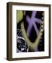 Tag Face-Jenny Kraft-Framed Giclee Print