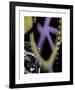 Tag Face-Jenny Kraft-Framed Giclee Print