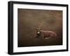 Tag Number 1121-Jai Johnson-Framed Giclee Print