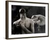 Tagbuzz-Fabio Panichi-Framed Photographic Print