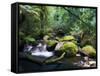 Taggerty River, Tree Ferns and Myrtle Beech Trees in the Temperate Rainforest, Victoria, Australia-Jochen Schlenker-Framed Stretched Canvas
