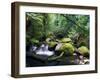 Taggerty River, Tree Ferns and Myrtle Beech Trees in the Temperate Rainforest, Victoria, Australia-Jochen Schlenker-Framed Photographic Print